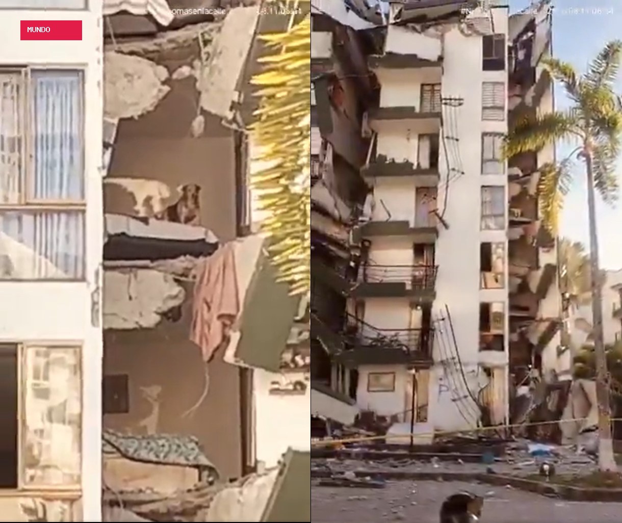 VÍDEO mostra cachorro preso em apartamento após prédio ser destruído por terremoto na Colômbia