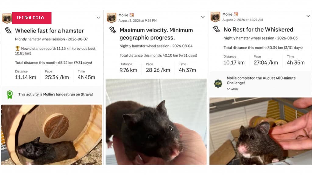 Rato maratonista? Este hamster percorre 70 km por semana e virou celebridade no Strava