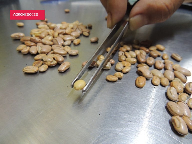 Pesquisadores transformam grãos quebrados de feijão em proteína para bebidas, cappuccino e snacks