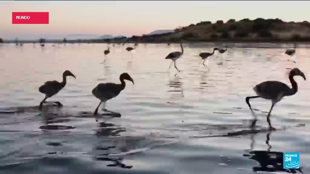 Spain's annual flamingo ringing begins