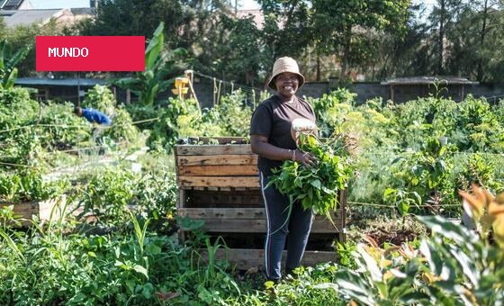 Horticultura global cresce, mas falha em nutrir populações