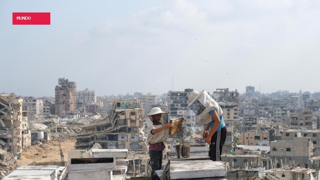 Gaza's beekeepers are rebuilding their livelihoods amid the ruins of war