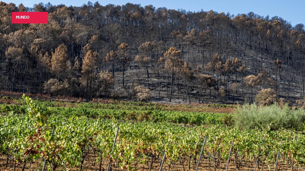 Frutas encolhem e verduras somem das prateleiras: França vive impacto das ondas de calor na agricultura