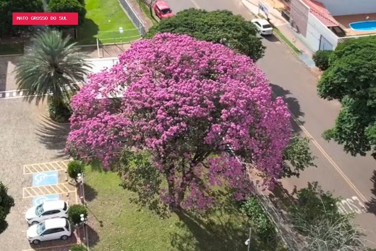 Ipês florescem e colorem ruas e estradas durante a seca no Pantanal de MS