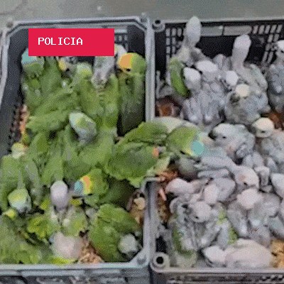 Operação reforça fiscalização contra captura e tráfico de aves em MS