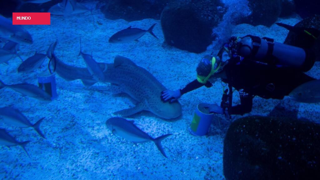 US scientists turn to sharks for help with hurricane prediction