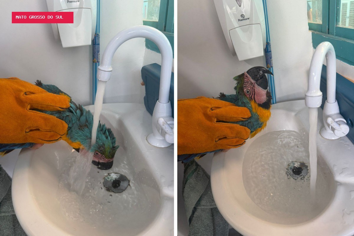 Arara presa em cerca elétrica é resgatada por moradores em Campo Grande