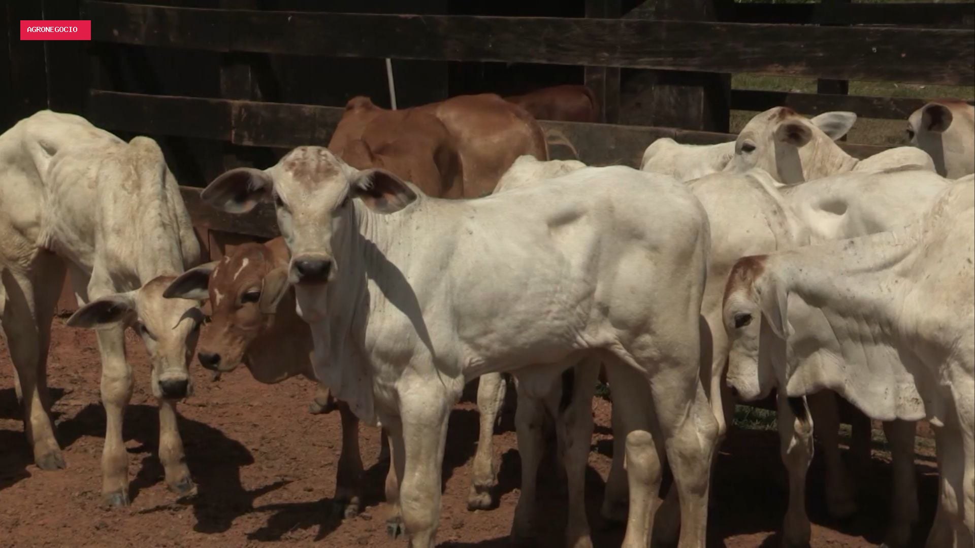 Preço do bezerro sobe mais que o do boi gordo em 2026, aponta Cepea