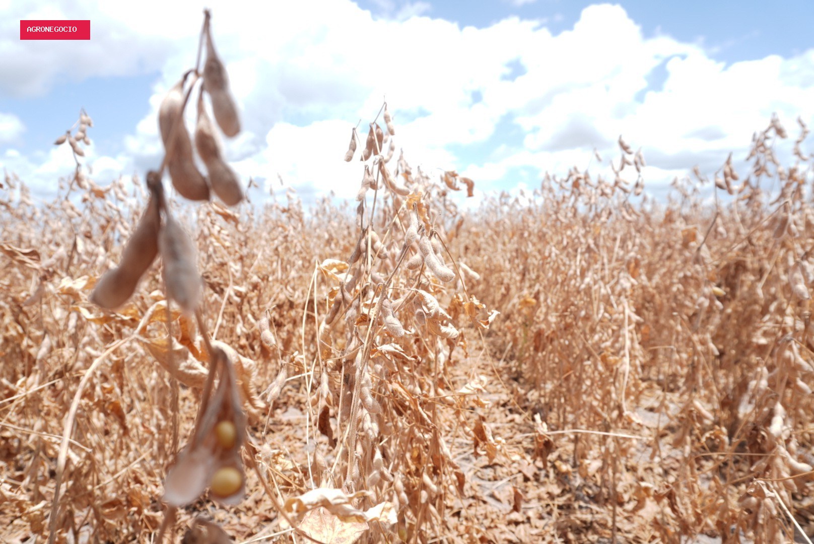 Como o super El Niño pode afetar a América Latina, principal região exportadora de alimentos do mundo