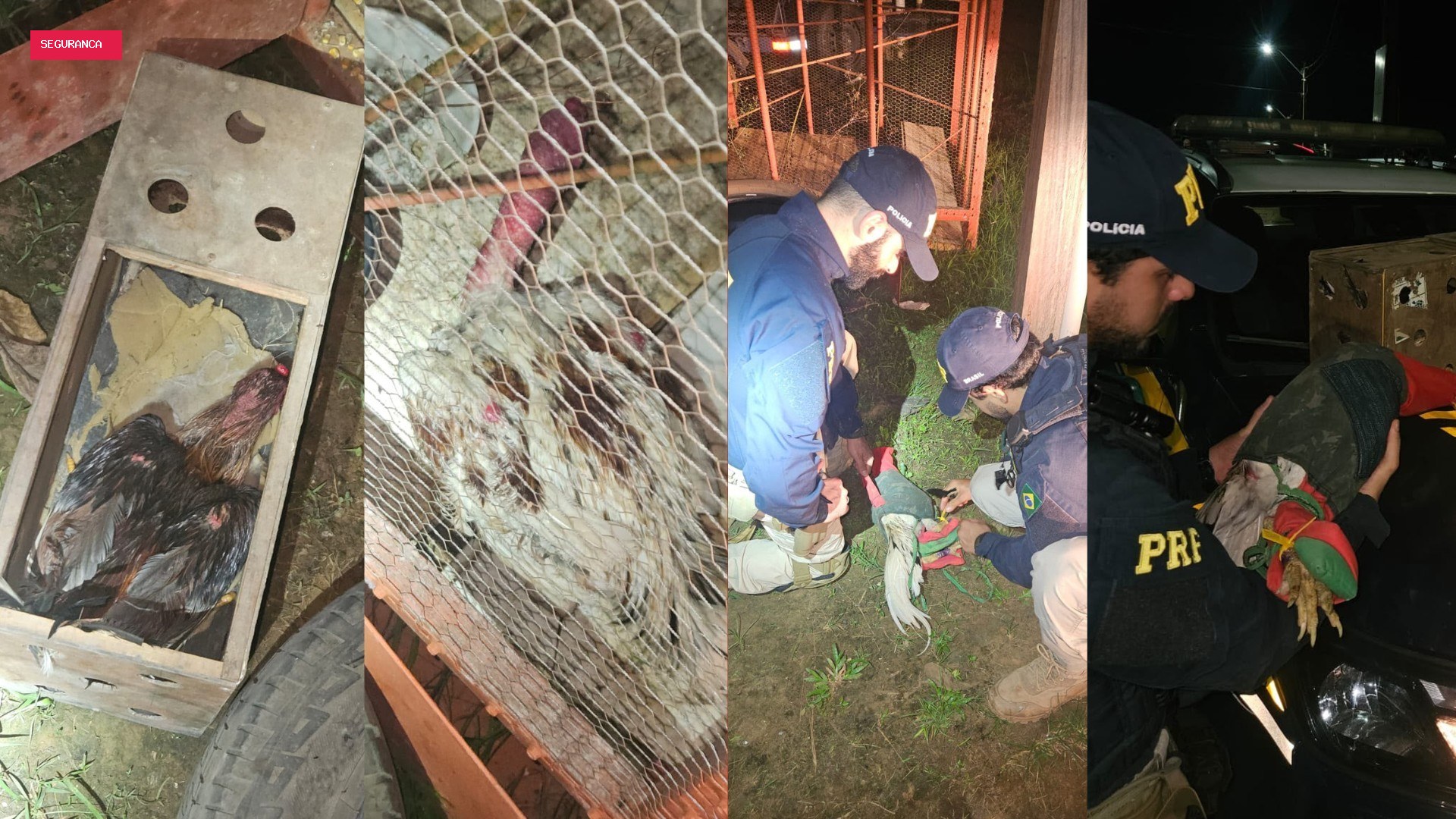Galos usados em rinhas são resgatados pela PRF na BR-230, em Altamira