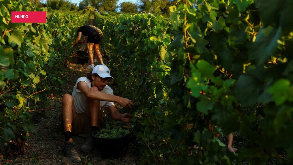 Na França, colheita da uva começa mais cedo por causa do calor
