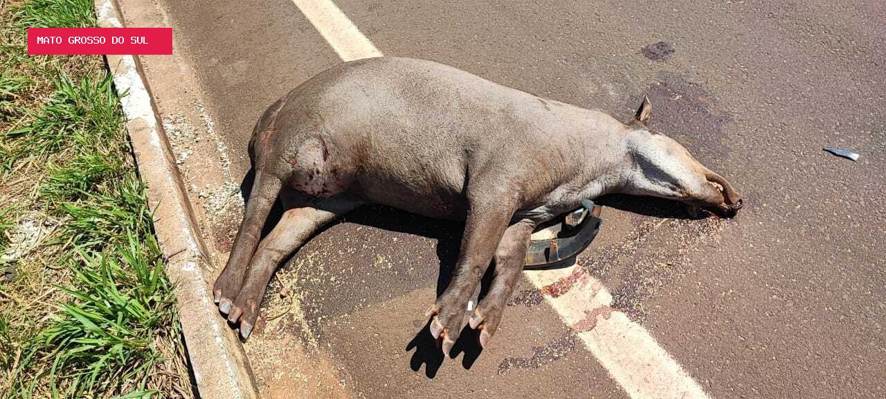 Acidentes com antas saltam de 5 para 58 em três meses nas estradas de MS