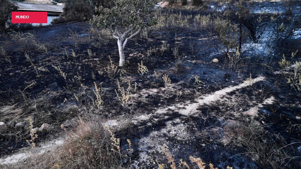 Wildfires kill 12 in Algeria as severe heatwave sweeps North Africa