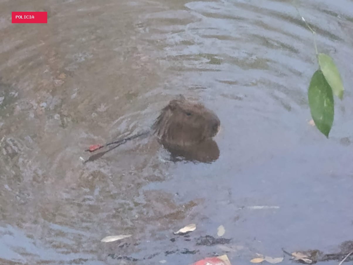 PMA não encontra capivara com flecha e retoma buscas à tarde