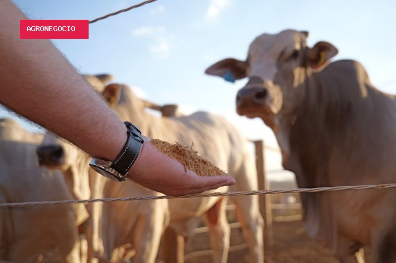 Pesquisa inédita testa DDGS de sorgo na alimentação de gado de corte no Brasil