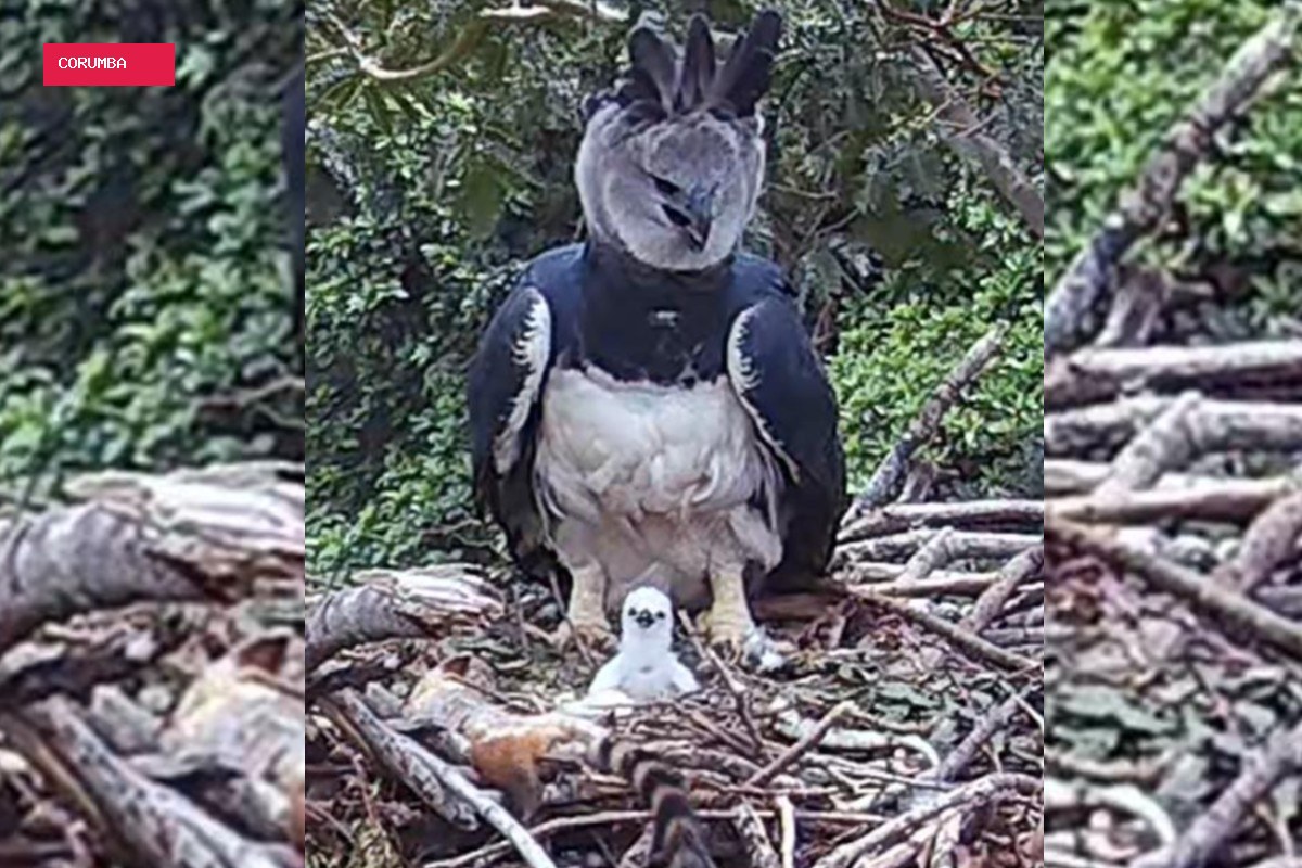A descoberta da maior águia do planeta no Pantanal em meio a uma rota de desmatamento
