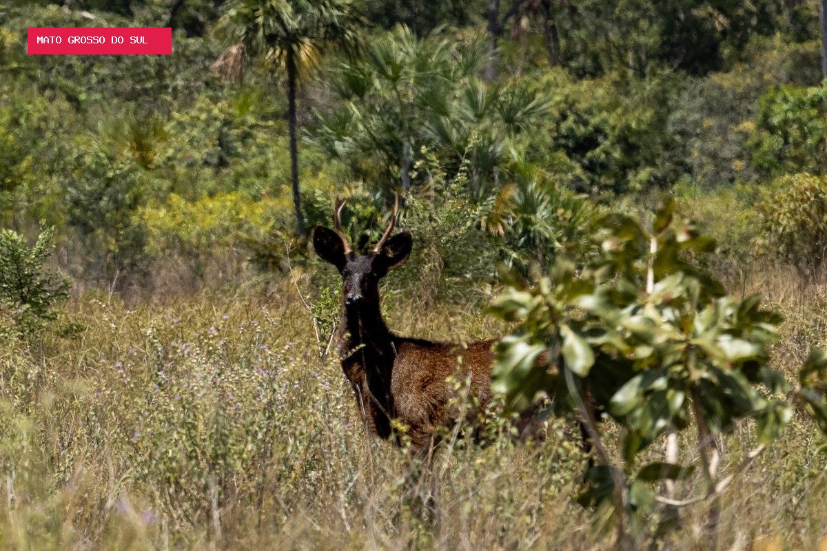 Veado preto é registrado pela primeira vez no Pantanal