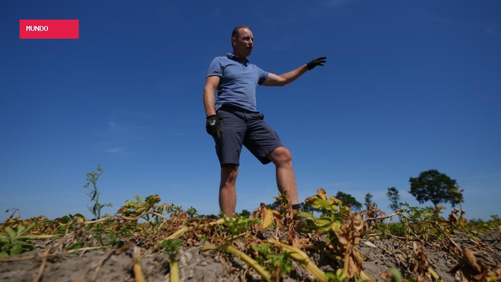 European drought shrivels crops despite farmers’ best efforts to adapt