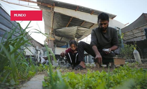 Faixa de Gaza tem 3% das terras agrícolas acessíveis e intactas