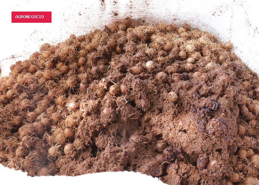 Caroço de açaí vira nanofertilizante e eleva crescimento do sorgo em 164%