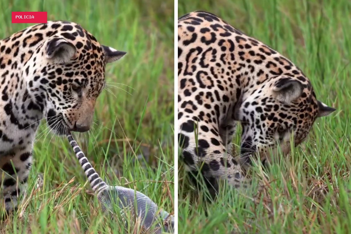 Filhote de onça-pintada é flagrada caçando tatu pela primeira vez no Pantanal