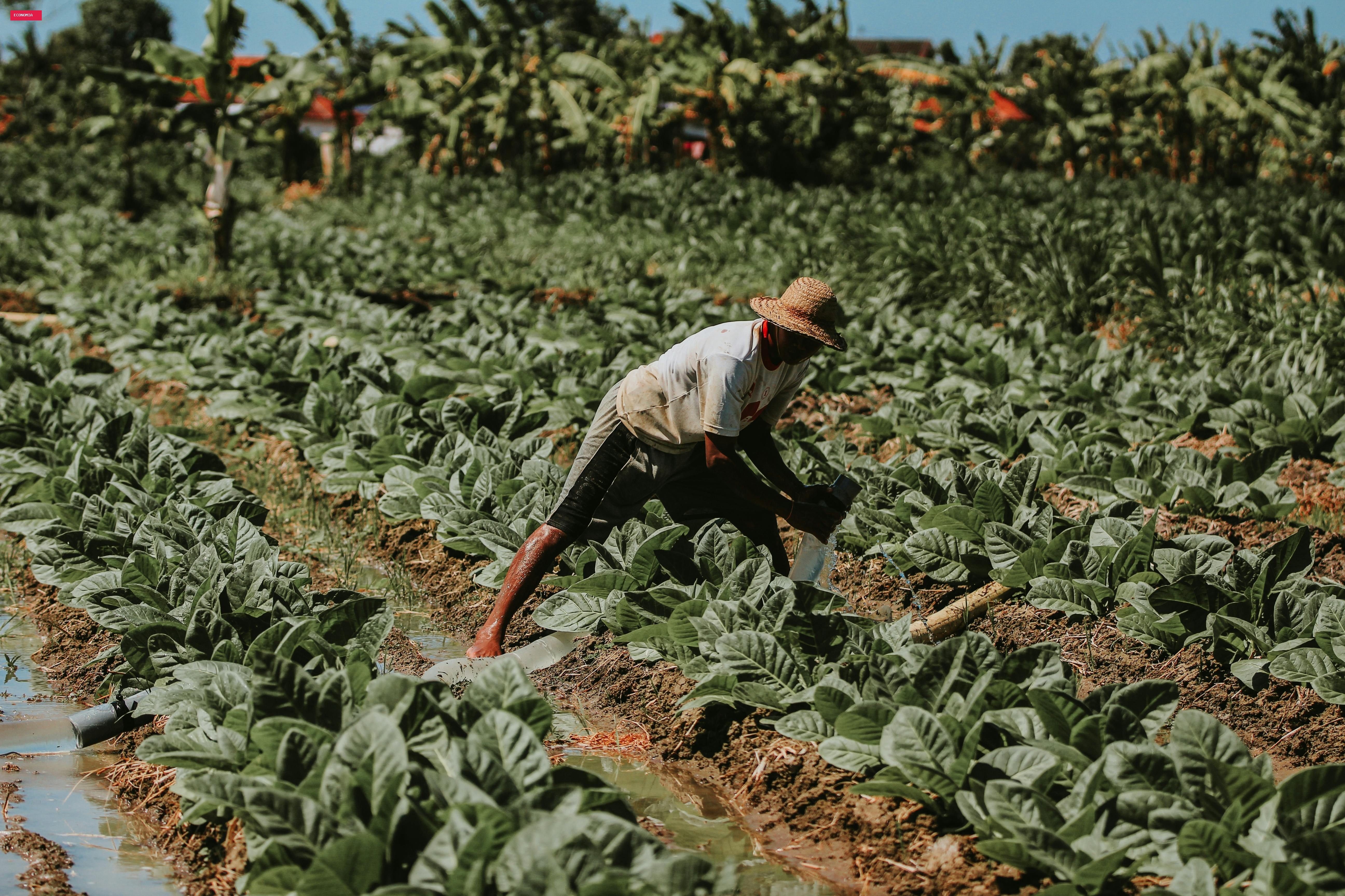 Crise no campo: pedidos de recuperação judicial saltam entre produtores rurais