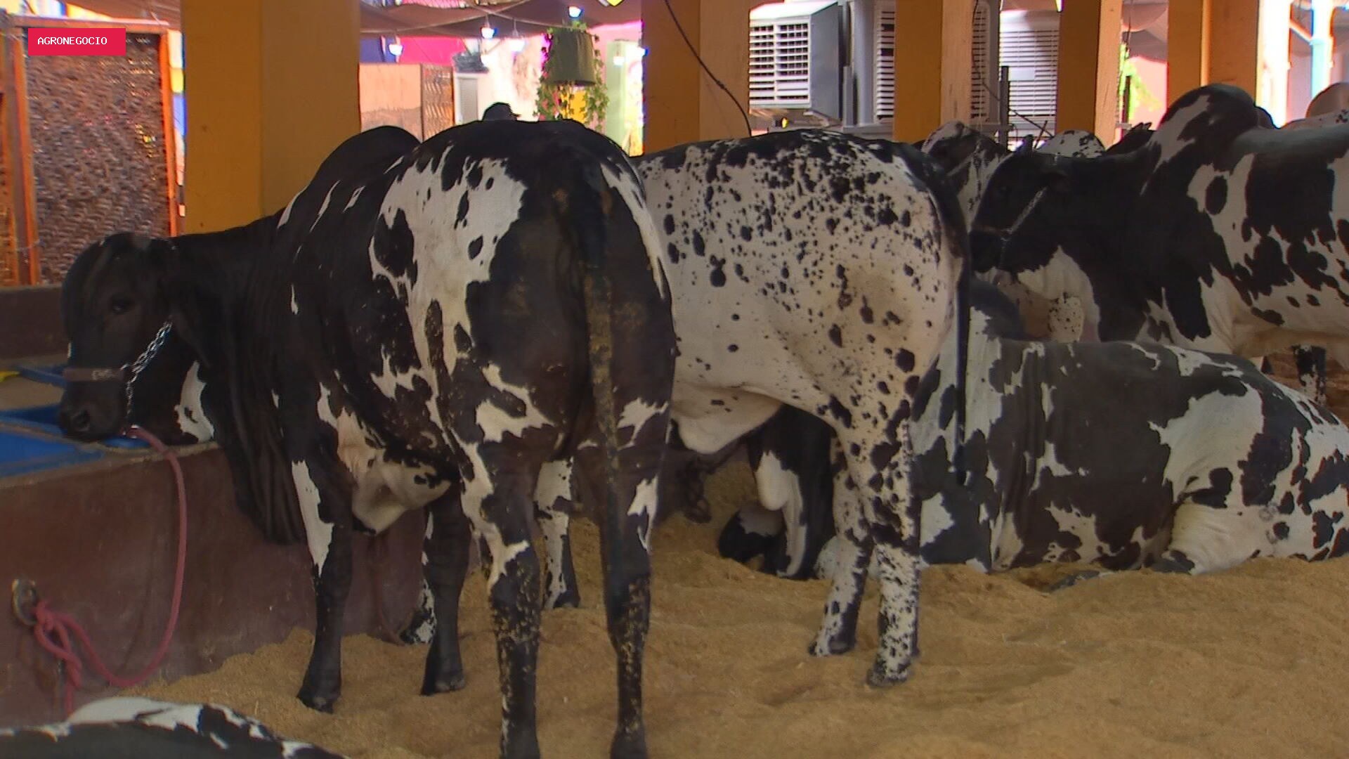 Expo Rio Preto atrai 50 mil visitantes na primeira semana