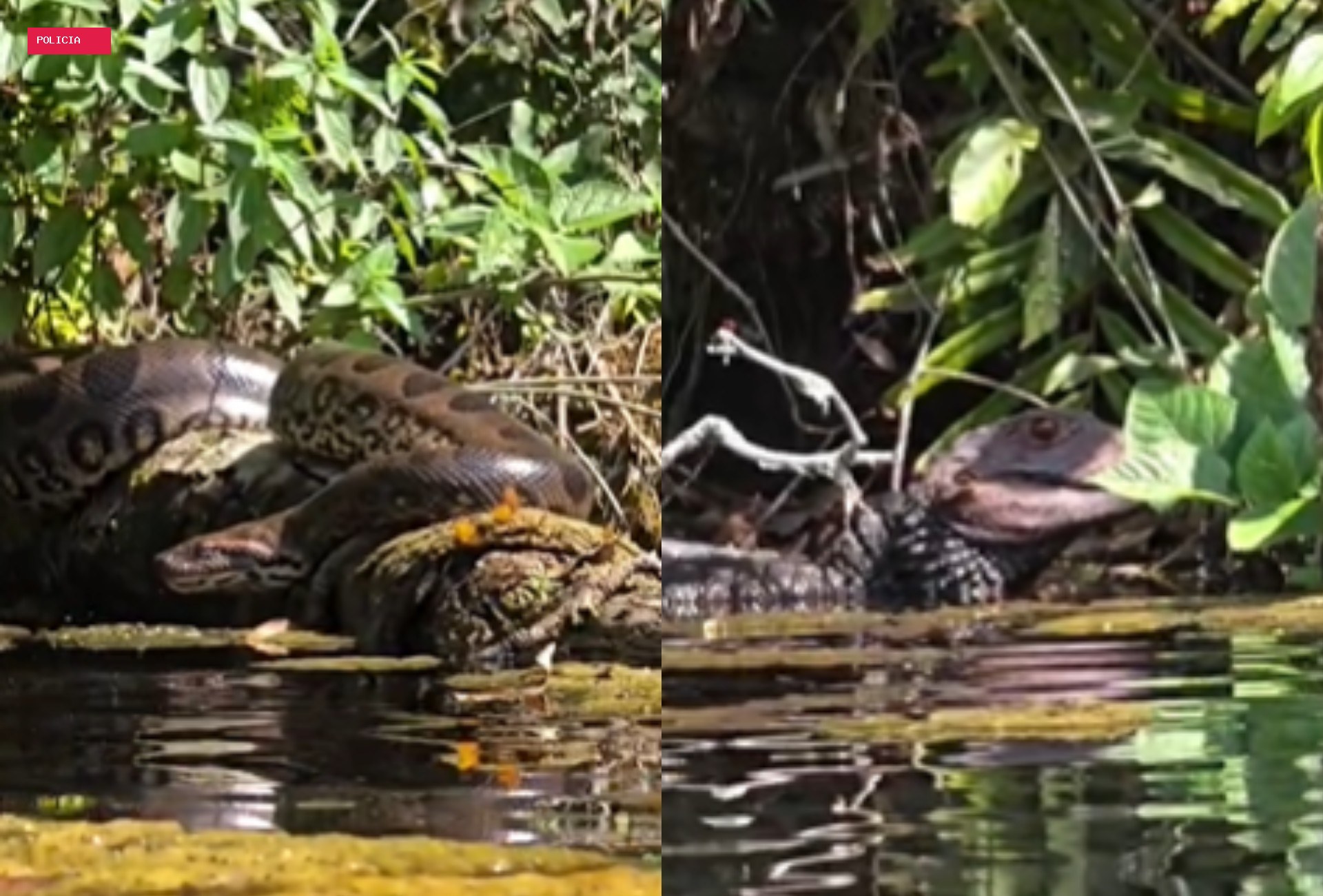 Fotógrafos seguem borboletas e dão de cara com sucuri e jacaré em banho de sol em rio cristalino