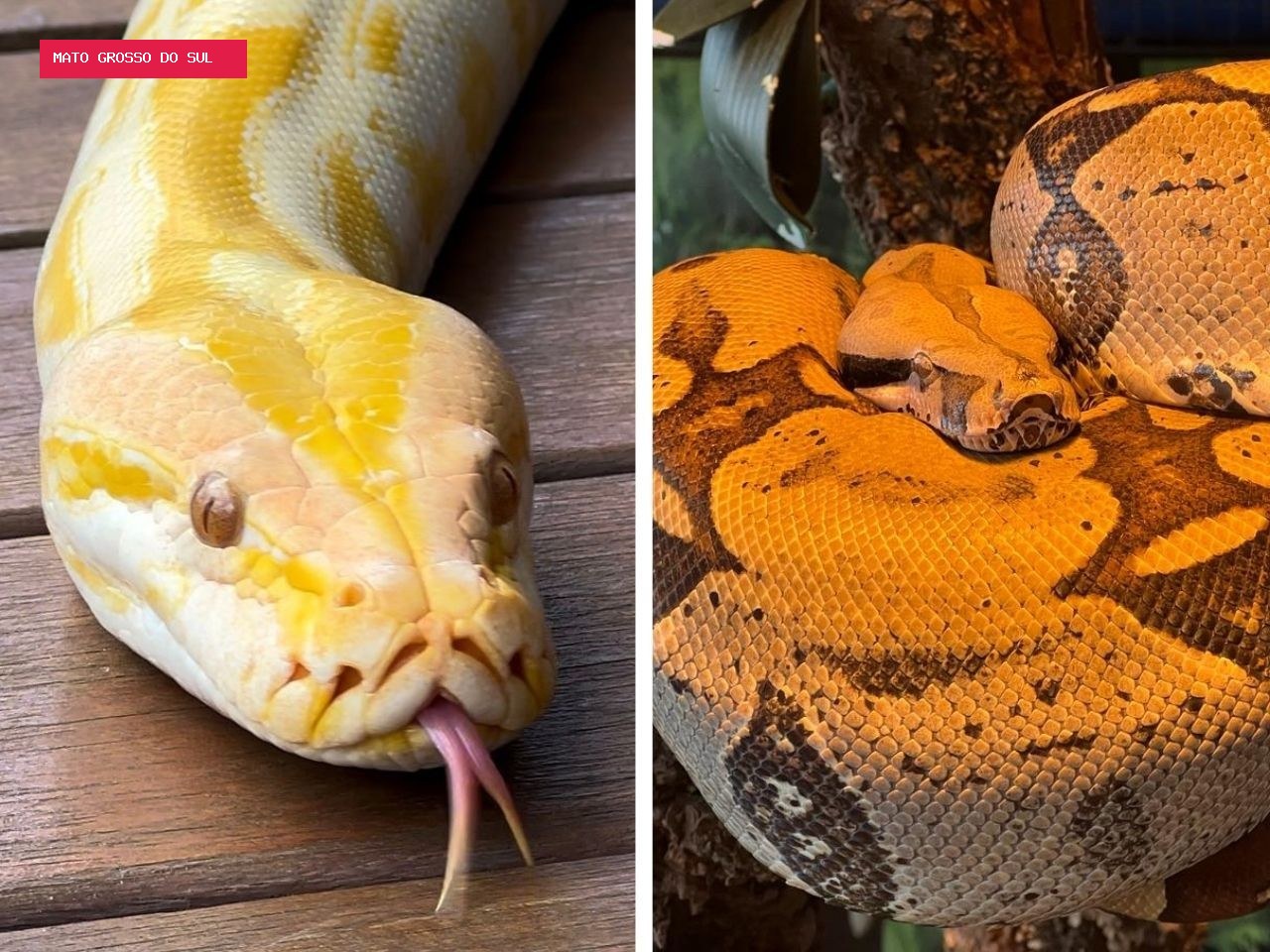 As cobras salvas de circo que se tornaram estrelas do maior aquário de água doce do mundo