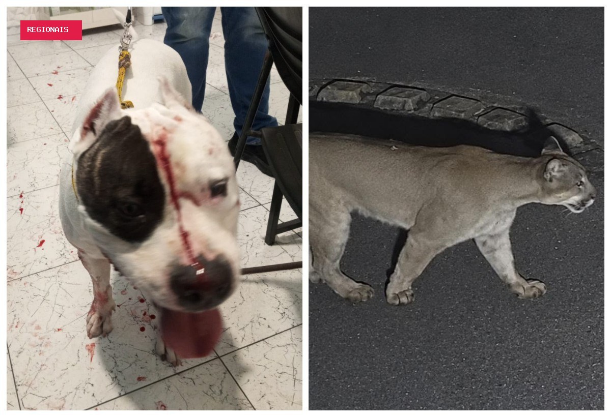 Tutora de pitbull atacado por onça-parda em SP coloca caixa de música no fundo de casa para evitar volta do