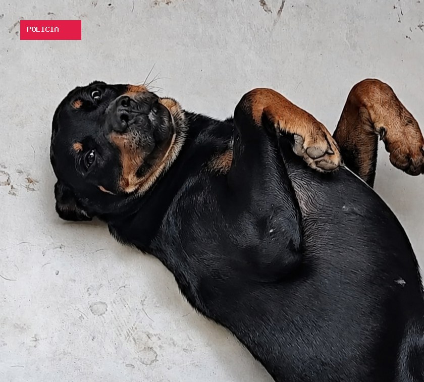 MS tem o 2º maior percentual de lares com cachorro no Brasil