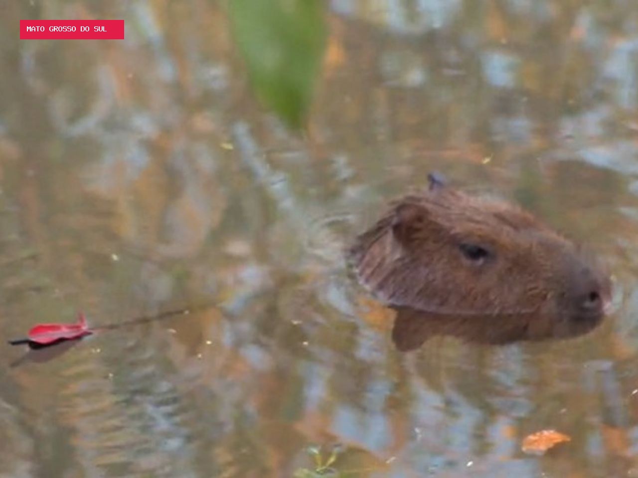 Capivara com flecha cravada no corpo entra em rio, e buscas são adiadas em Campo Grande