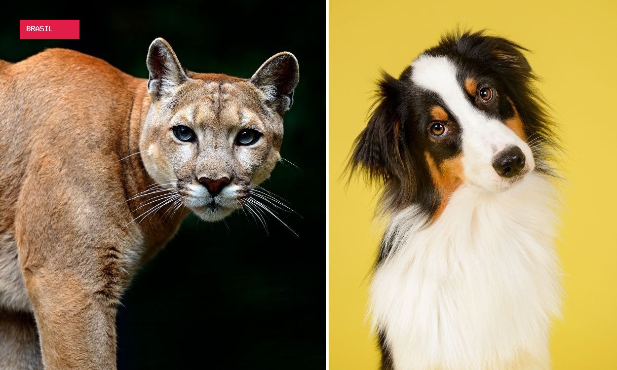 Cães alteram comportamento de onças-pardas em áreas protegidas, revela estudo