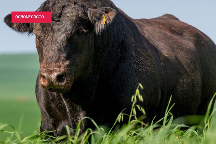Rio Grande do Sul ganha novo indicador para preço do boi gordo