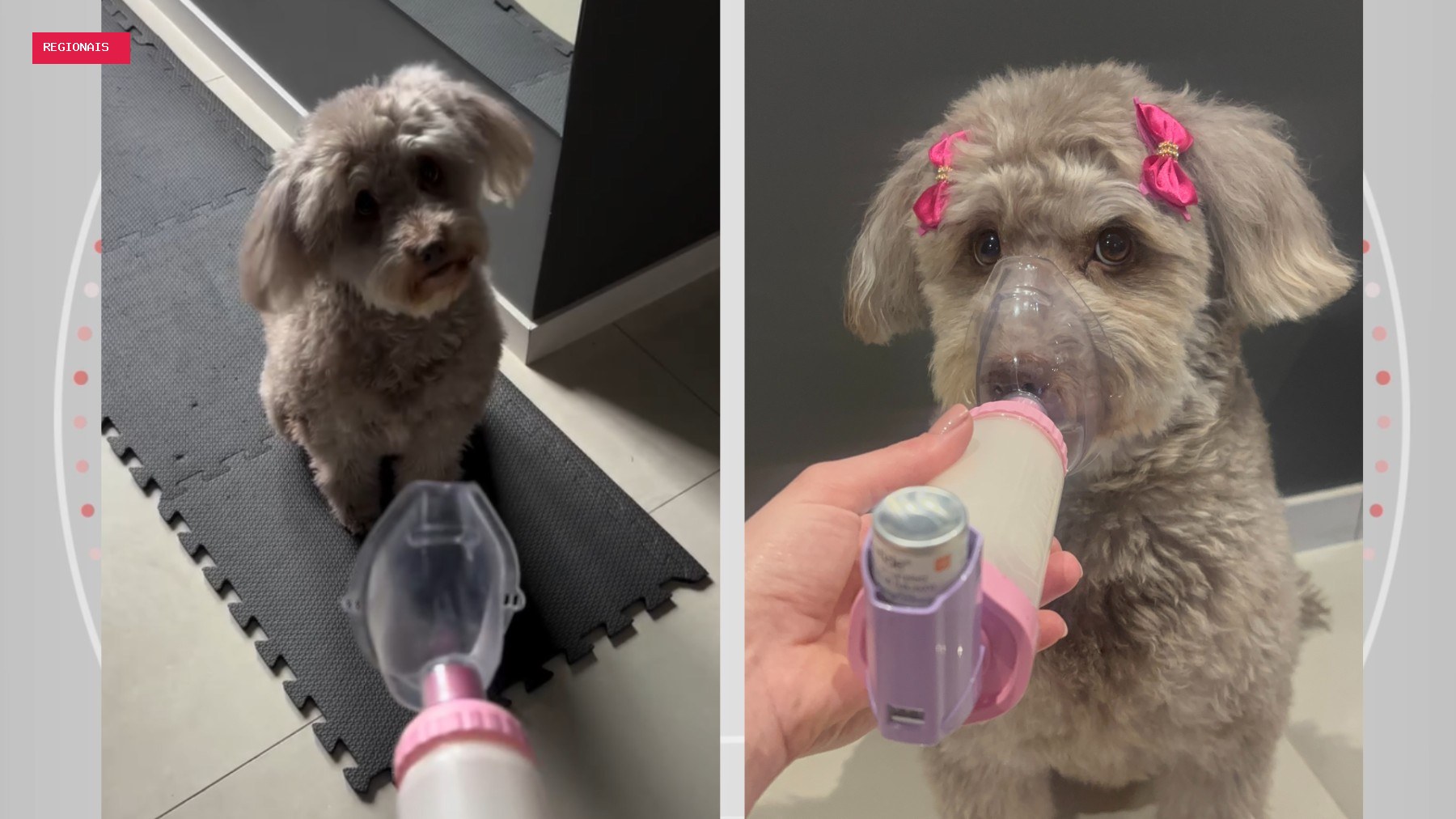 Do calor da Bahia ao frio do Paraná: cachorrinha desenvolve bronquite asmática após mudança e aprende a