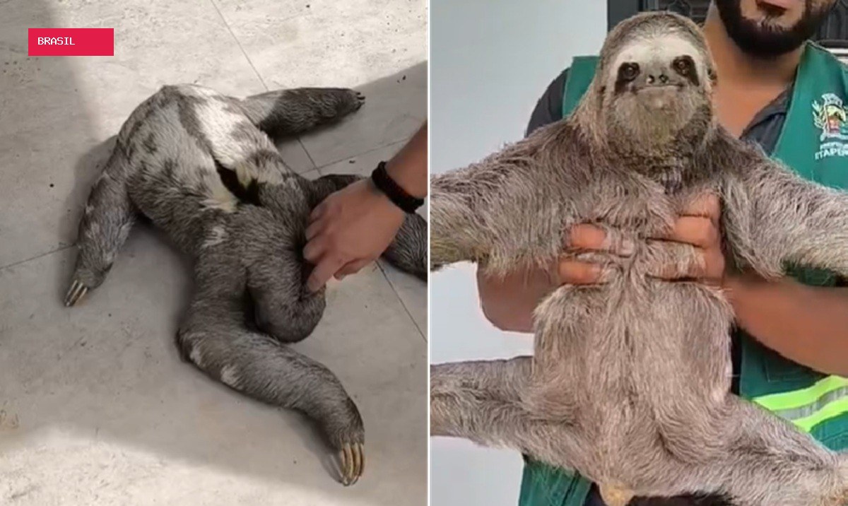 Preguiça é resgatada às margens de estrada e devolvida à natureza em Itaperuna