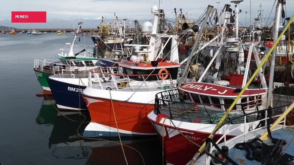 Como uma invasão de polvos no Canal da Mancha está transformando a pesca no Reino Unido