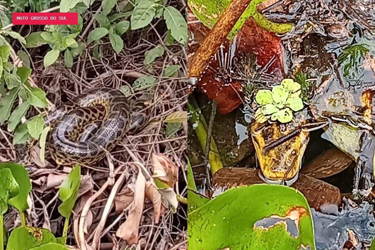 Turistas dos EUA se assustam ao encontrar ninho de sucuris gigantes no Pantanal; VÍDEO