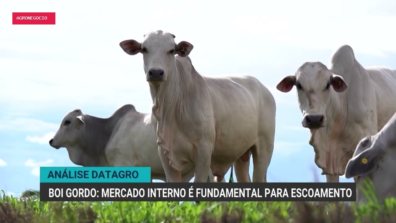 Mudanças no mercado da carne bovina com fim da cota chinesa
