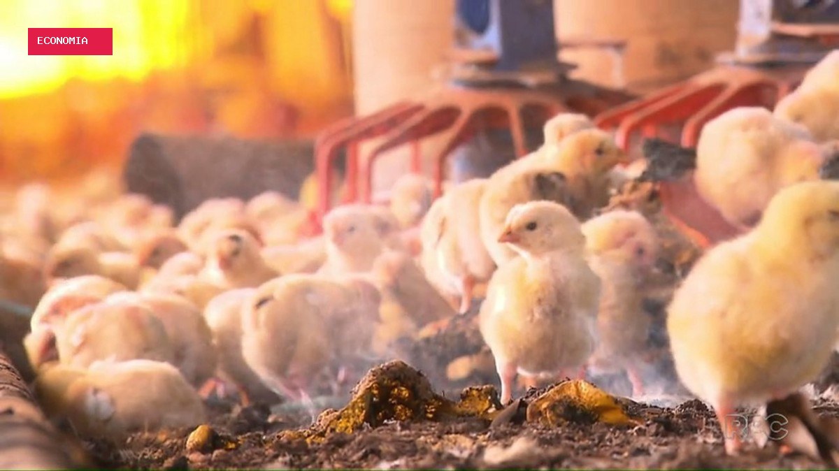 Depois do foie gras, quais práticas de criação e abate de animais podem ser proibidas?