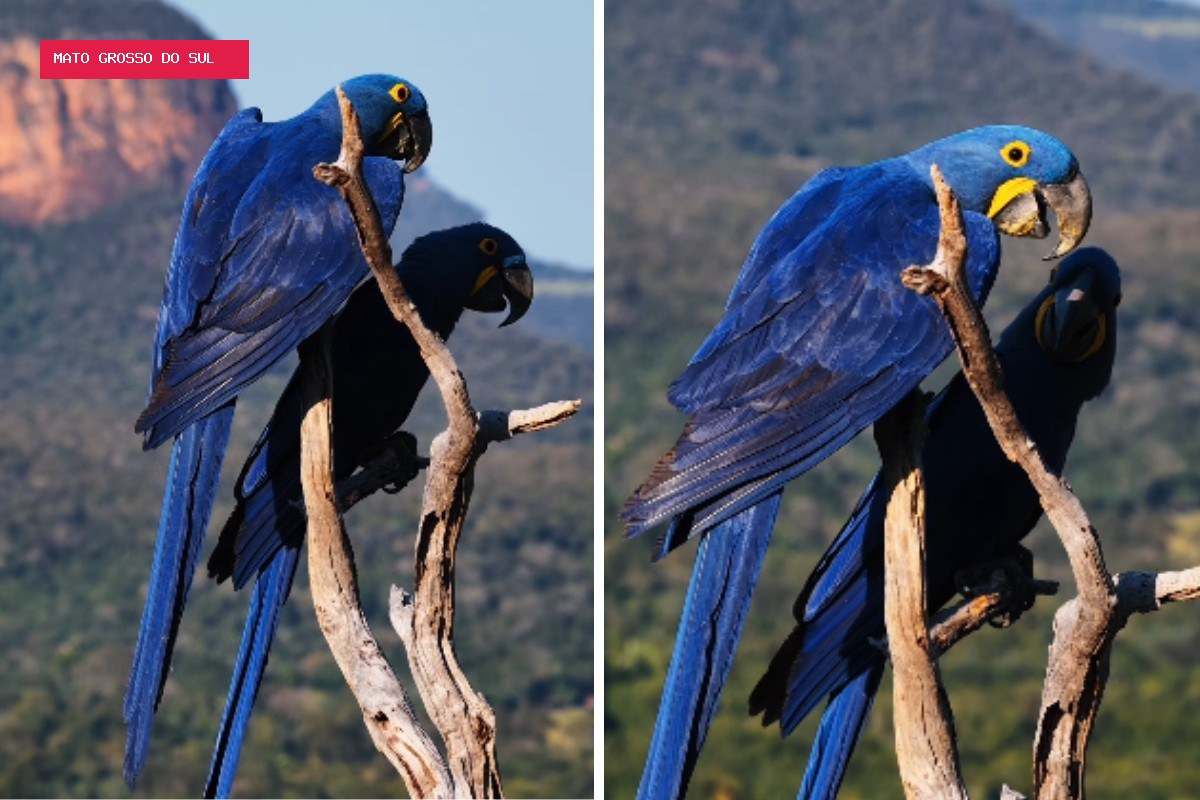Araras-azuis posam para fotógrafo e criam instante mágico no alto de morro de 700 metros no Pantanal