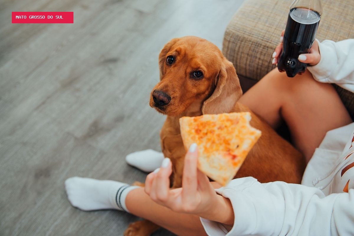 Seu pet está com fome ou apenas aprendeu a pedir comida?