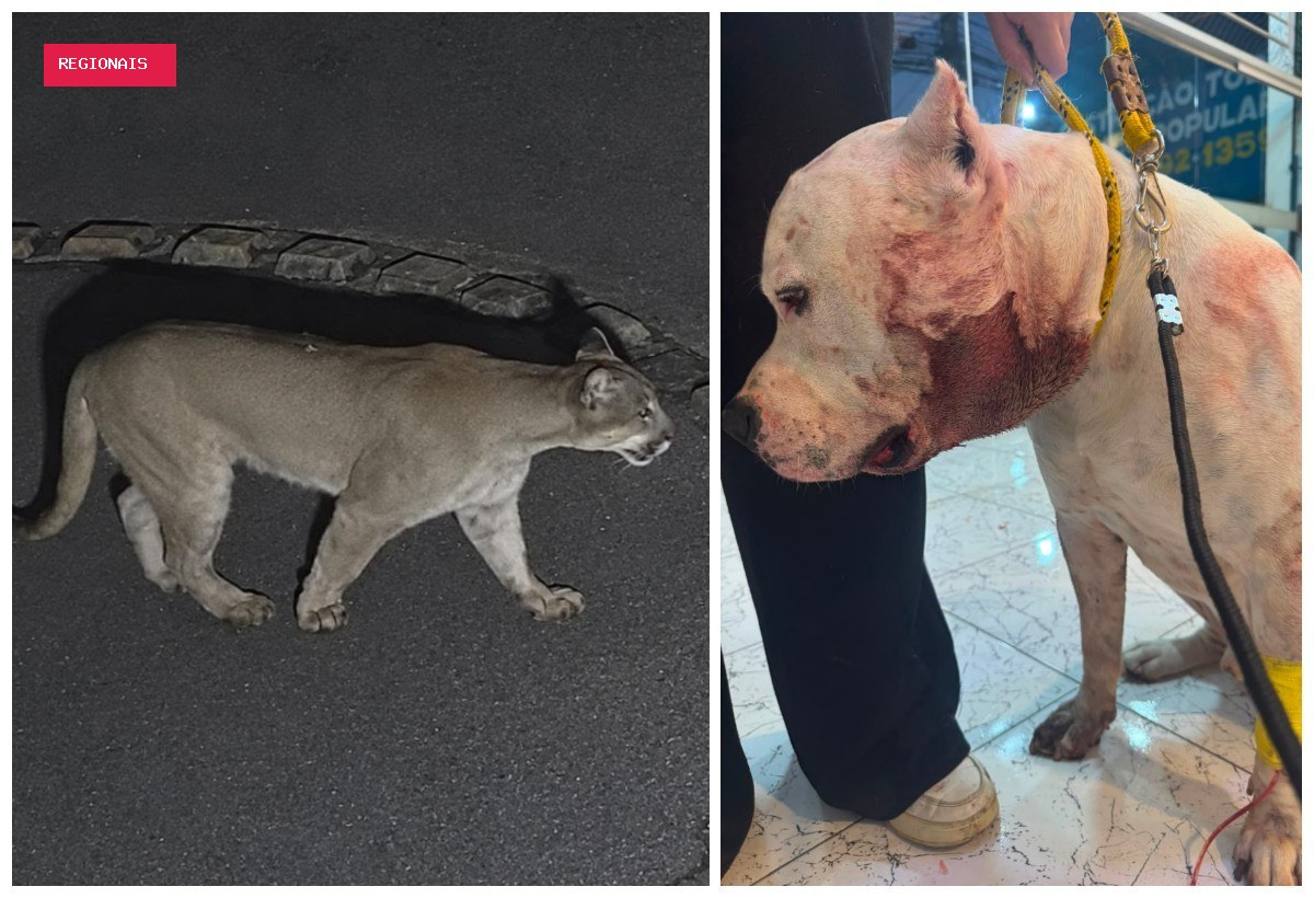 Onça ataca pitbull dentro de casa em condomínio na Zona Norte de SP