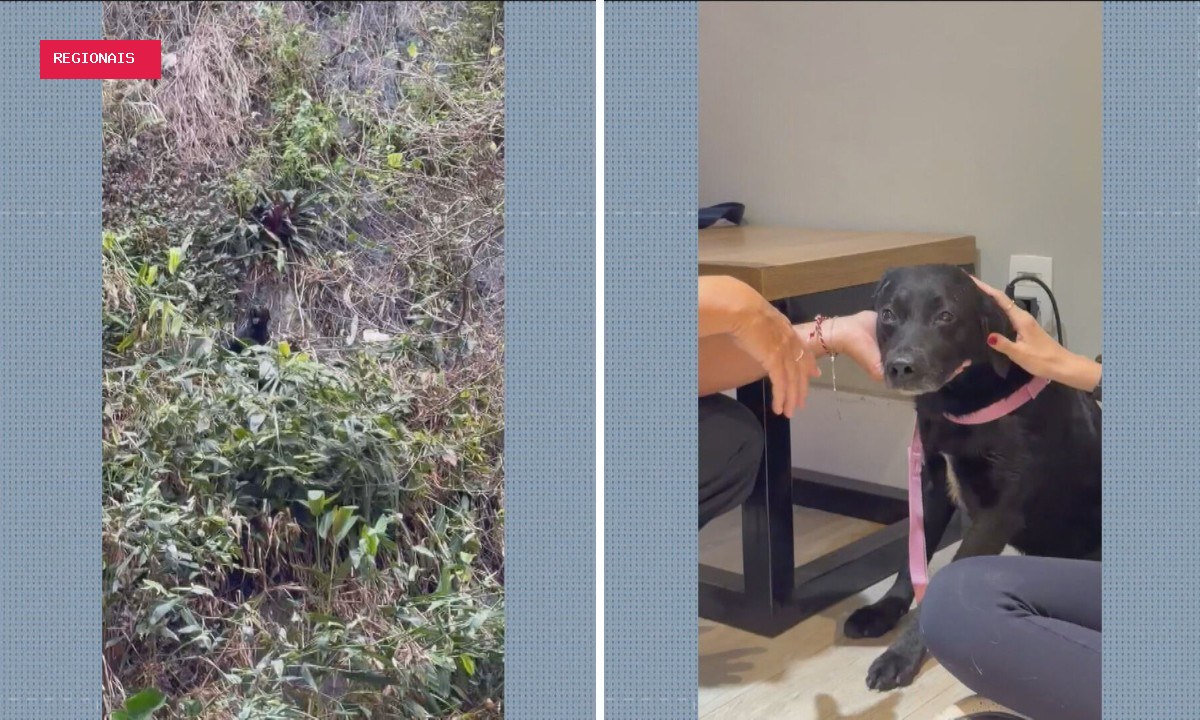 Cão é resgatado pelos bombeiros após cair de encosta na Zona Sul do Rio e ganha nome de Rapel