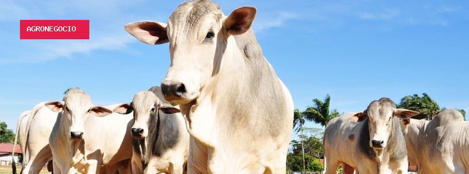 Dia de Campo apresenta estratégias para recuperar pastagens degradadas com foco na pecuária