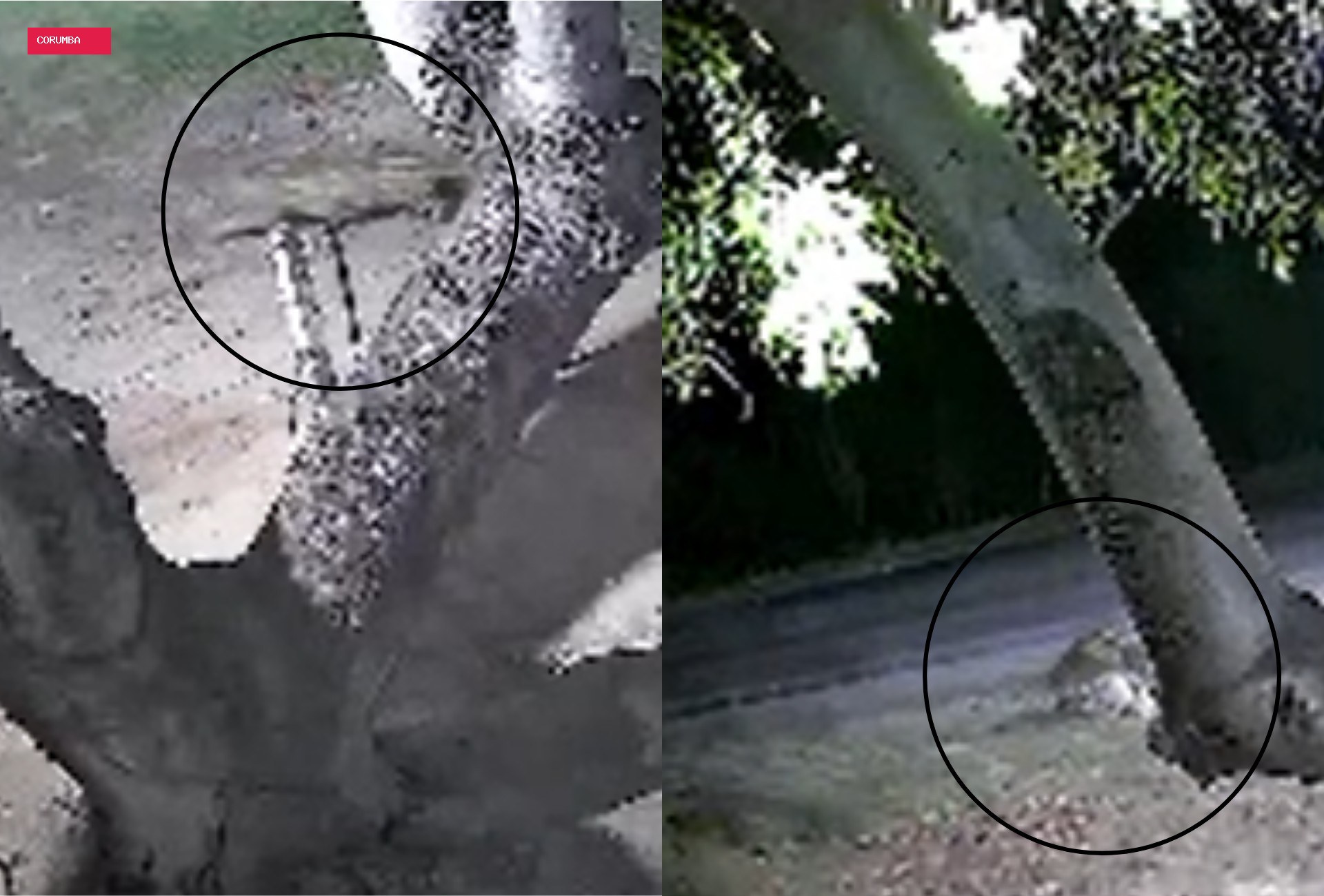 Onça-pintada ataca cachorro minutos após família chegar de festa em Corumbá