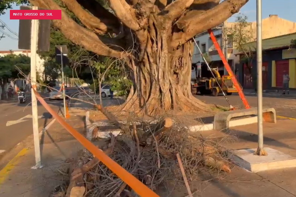 Figueira centenária tem risco de queda e é podada em Campo Grande; VÍDEO