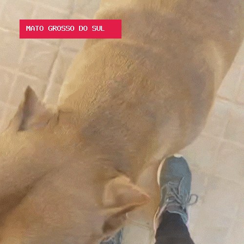 Busca chega ao fim e tutora reencontra pitbulls após 3 dias desaparecidos