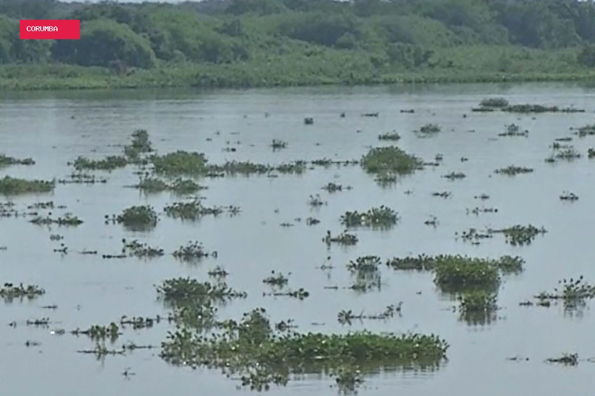 Captação de água é reduzida em Corumbá após vegetação flutuante bloquear bombas no Rio Paraguai