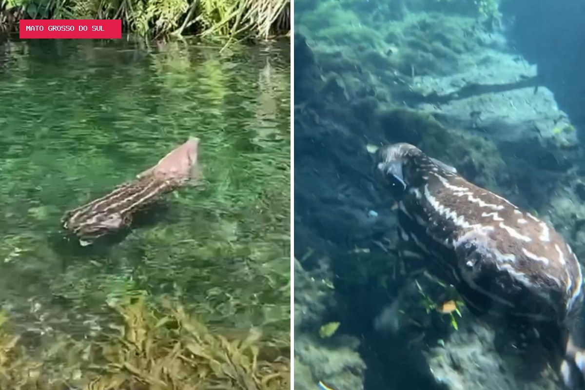 Filhote de anta é flagrado mergulhando em rio de águas cristalinas em Bonito; VÍDEO